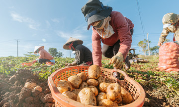 Nông sản Trung Quốc &#039;đội lốt&#039; Đà Lạt: Bao giờ hết cảnh &#039;đánh lận con đen&#039;?