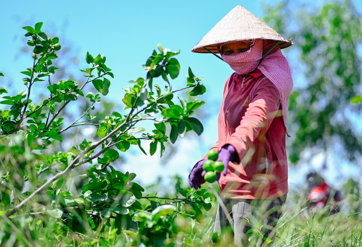 Nông dân Long An thêm 'vị ngọt' cho đất phèn