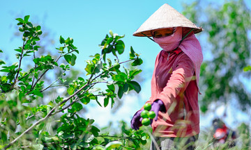 Nông dân Long An thêm &#039;vị ngọt&#039; cho đất phèn