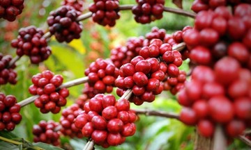 Giá robusta đạt mức kỷ lục, thúc đẩy cà phê trong nước tăng 1.200 đồng/kg