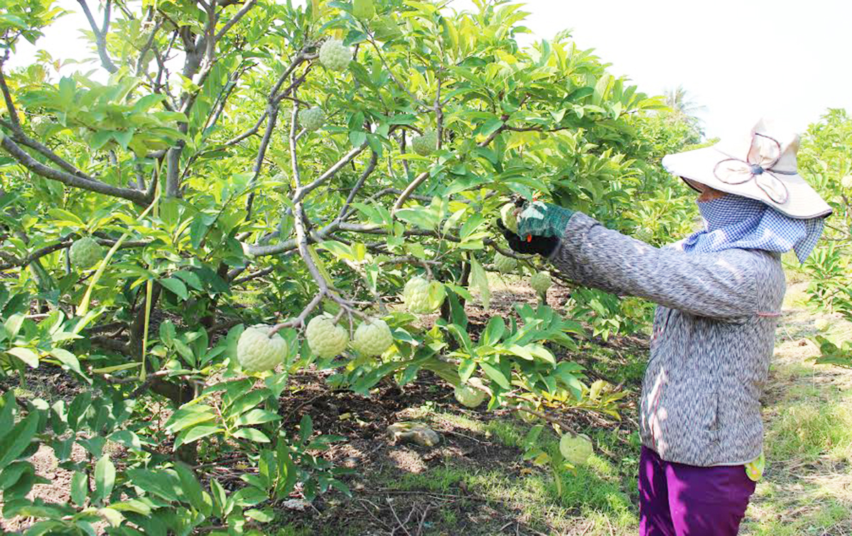 Từ hạt lúa, trái mãng cầu, đến cuộc 'cách mạng' về tư duy giúp nông dân Tây Ninh liên tục giàu lên