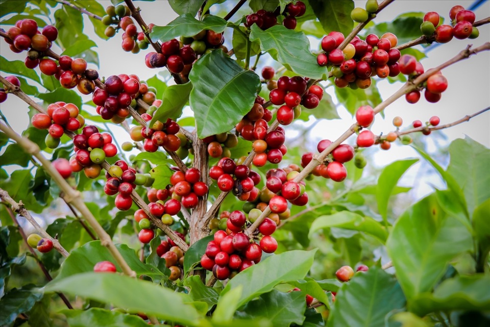 Giao dịch ảm đạm, giá cà phê vẫn trên 122.000 đồng/kg