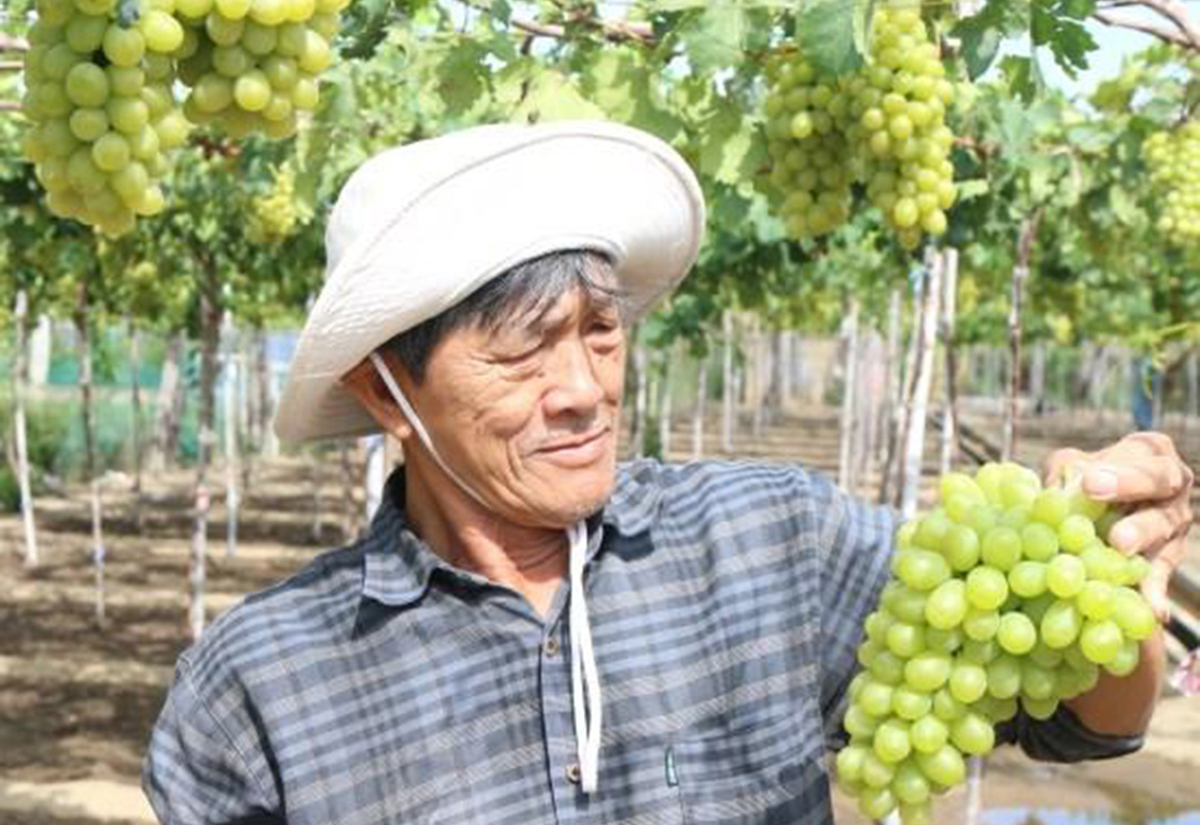 Giữa 'vùng đất khát' Ninh Thuận, nông dân vẫn thu tiền tỷ nhờ những 'siêu cây trồng'