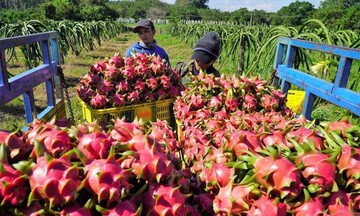 Nông sản Việt xuất khẩu sang EU đối diện hàng loạt cảnh báo