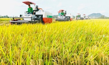 Giá gạo ST25 tăng &#039;khủng&#039; gần 50%, nhiều nông dân chốt lời thắng đậm