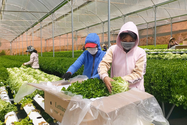 Tìm cách tối ưu phát huy giá trị 24 triệu tấn rau quả 'dư thừa'