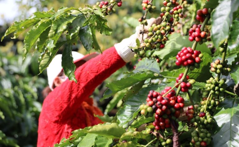 Giá cà phê tăng 200 đồng/kg, sức mua vẫn còn dè dặt