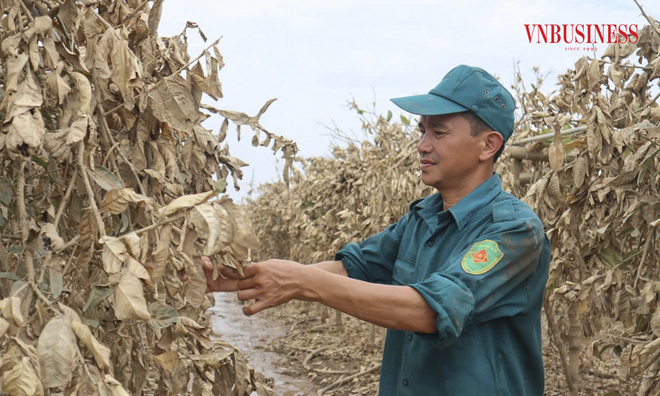 <p class="Normal">
Anh Nguyễn Văn Trung, một chủ vườn tại xã Đắc Sở cho biết, bản thân anh và bà con nơi đây chưa bao giờ bị thiệt hại kinh khủng như vậy. “Gia đình tôi có hơn 5 mẫu trồng phật thủ, với chi phí đầu tư lên tới hơn 1 tỷ đồng, cây sang năm thứ 2 đã bắt đầu ra quả rất đẹp, dự kiến sẽ cho thu hoạch đúng dịp Tết, nhưng giờ đã chết hết”.</p>