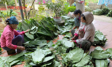 Về xứ Thanh xem HTX &#039;gắn sao&#039; cho... bánh lá truyền thống