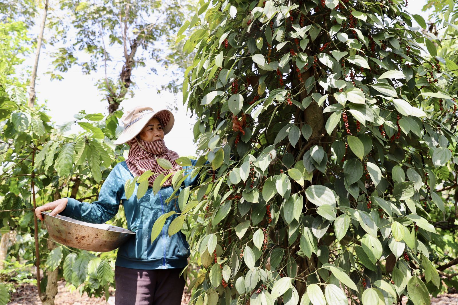 Giá tiêu tăng rải rác 500 đồng/kg