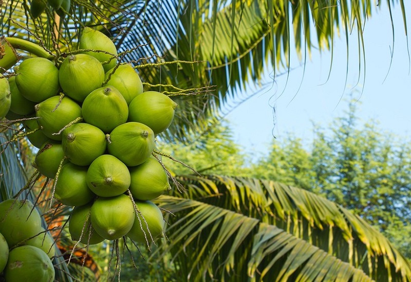 Việt Nam chuẩn bị xuất lô dừa tươi chính ngạch đầu tiên sang thị trường tỷ dân