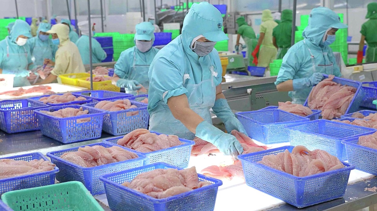 Xuất khẩu cá tra mang về 1,46 tỷ USD trong 9 tháng, dự báo cả năm tăng trưởng mạnh mẽ