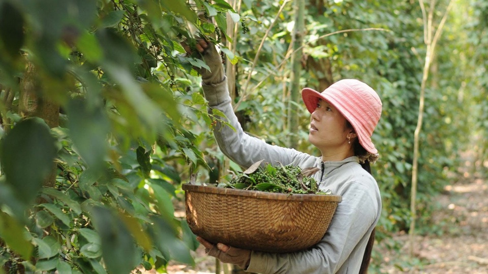 Giảm 500 đồng, giá tiêu quanh mức 147.000 đồng/kg