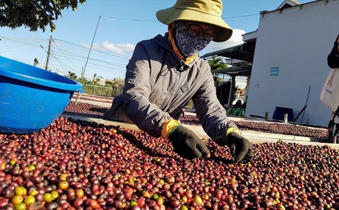 Giá cà phê giảm nhẹ 400 đồng/kg sau nhiều tháng tăng mạnh