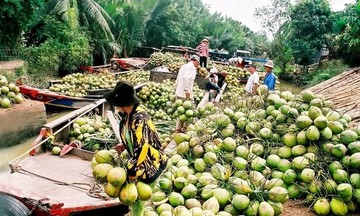 Lô hàng dừa tươi đầu tiên của Việt Nam xuất khẩu sang Trung Quốc qua cửa khẩu đường bộ