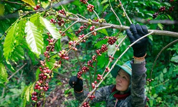 Cà phê giữ mức trên 111.000 đồng/kg