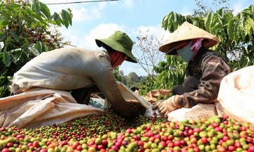 Xuất khẩu cà phê lập kỷ lục mới nhưng chưa hết nỗi lo