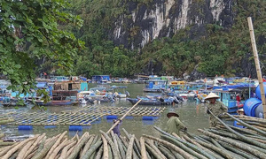 Nuôi trồng thủy sản hồi sinh trên mảnh đất Quảng Ninh sau bão lũ