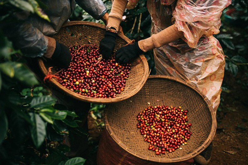 Nguồn cung mới gây sức ép khiến giá cà phê giảm 1.200 đồng/kg