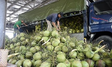 Dừa tươi xuất ngoại tự tin hướng tới kim ngạch &#039;tỷ đô&#039;