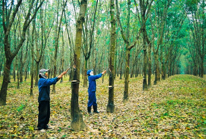 Cổ phiếu ngành cao su đang có những cơ hội sinh lời hấp dẫn