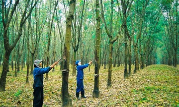 Cổ phiếu ngành cao su đang có những cơ hội sinh lời hấp dẫn