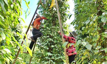 Dòng vốn chuyển sang cà phê, giá tiêu giảm đến 2.500 đồng/kg