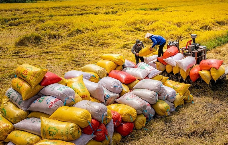 Gạo Việt tự tin khẳng định vị thế cả về lượng và chất
