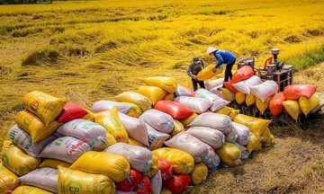 Gạo Việt tự tin khẳng định vị thế cả về lượng và chất