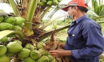 Trái dừa &#039;lên sàn&#039; quốc tế, bước chuyển mình số hóa của nông sản Việt