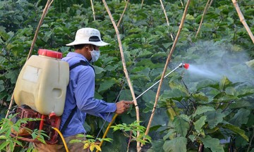 Làm gì để thuốc bảo vệ thực vật sinh học có &#039;đất sống&#039;?