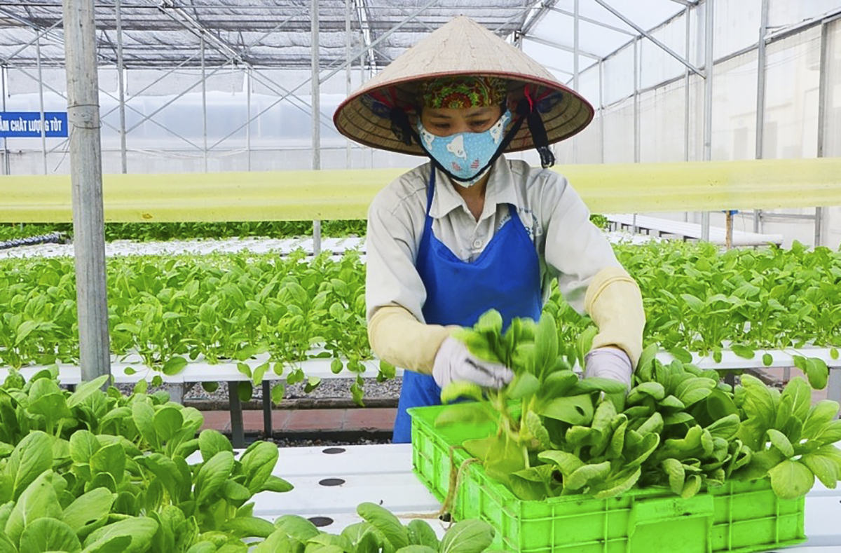 Hà Nội 'chơi lớn' với nông nghiệp đô thị