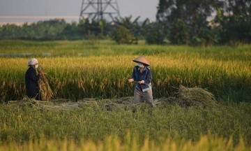 Thoát khỏi &#039;mê cung&#039; để xây dựng thương hiệu gạo Việt