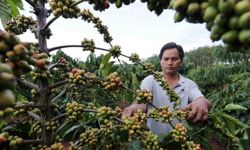 Cà phê tăng 2.800 đồng/kg trước nhiều dự báo tích cực