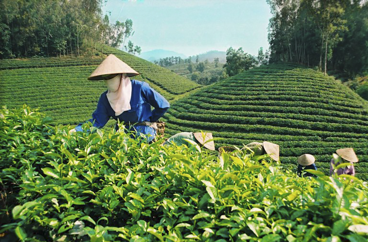 Hành trình số hóa đưa kinh tế hợp tác Thái Nguyên bay cao