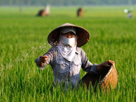 Giảm gánh nặng cho HTX nếu áp thuế giá trị gia tăng cho phân bón