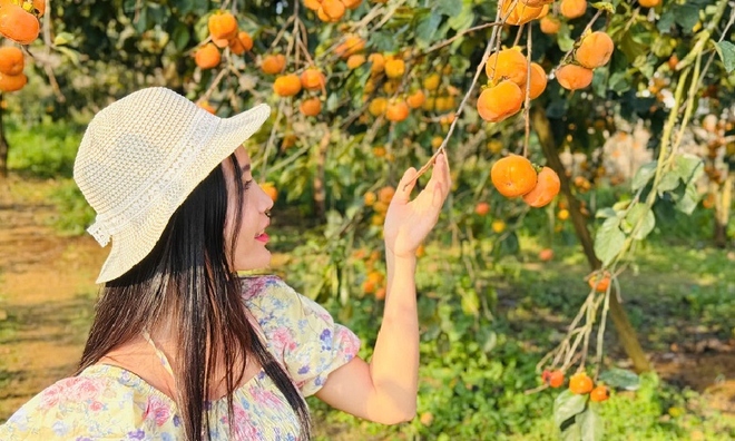 Mãn nhãn mùa &#039;quả vàng&#039; trên thảo nguyên Mộc Châu