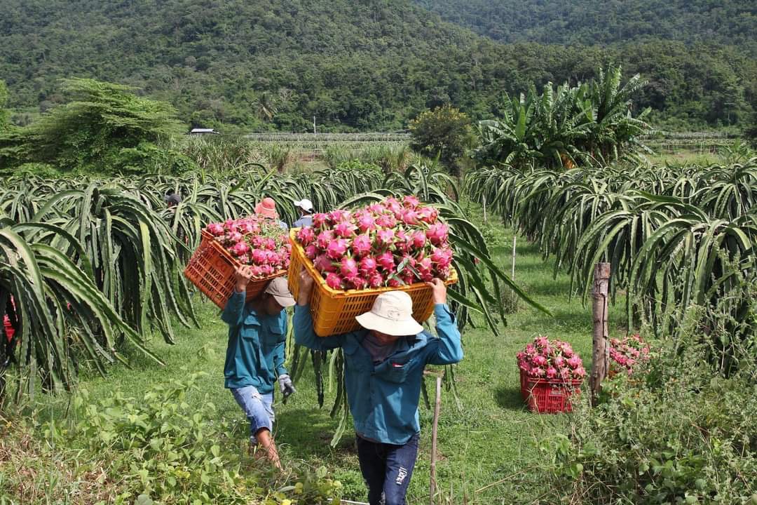 HTX tìm hướng mở rộng thị trường xuất khẩu