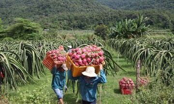 HTX tìm hướng mở rộng thị trường xuất khẩu