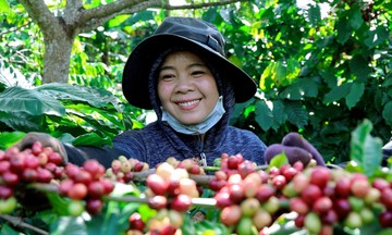 Cà phê tăng 400 đồng/kg, nguồn cung Robusta từ Việt Nam đang có lợi thế lớn