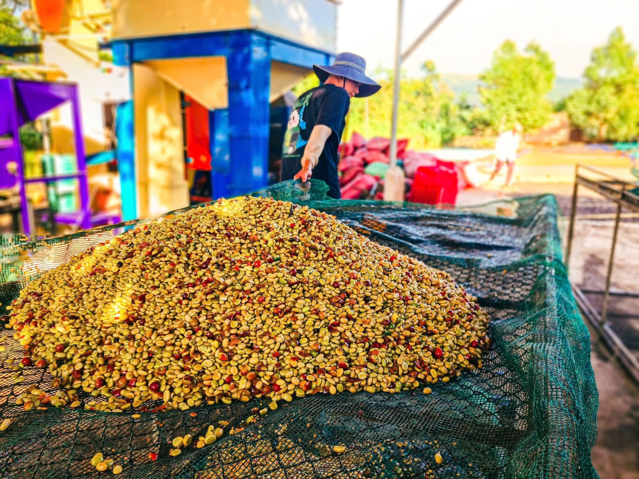 Giá cà phê tăng và những nỗi lo của cả người sản xuất và kinh doanh