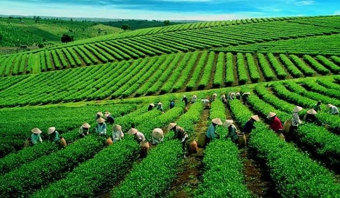 Chính phủ Phê duyệt thành viên Ban Chỉ đạo quốc gia về kinh tế tập thể