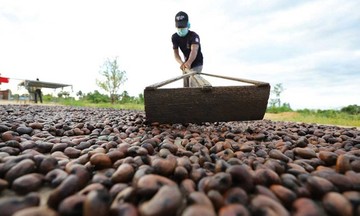 Campuchia phê duyệt thành lập trung tâm công nghiệp hạt điều