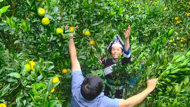 Một huyện vùng cao Lào Cai thu hàng trăm tỷ đồng từ trồng quýt