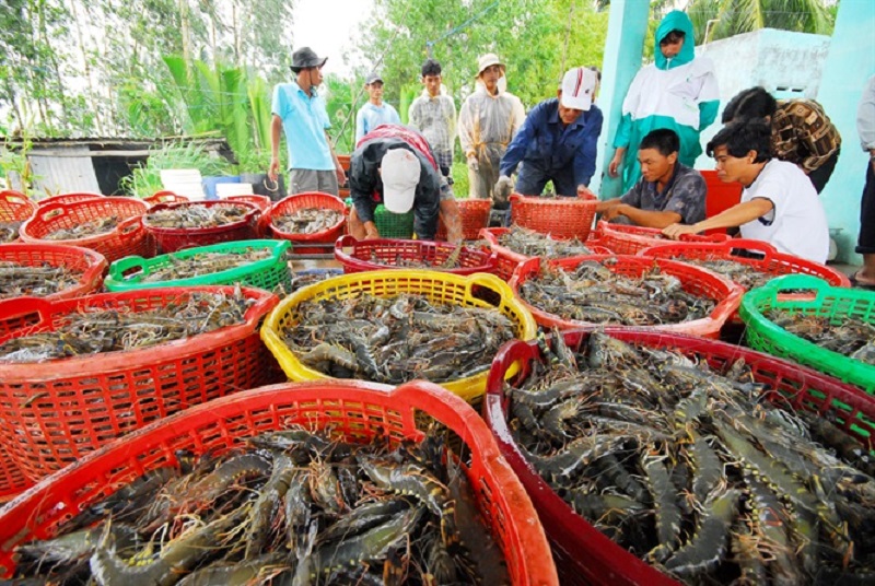 Giá tôm nguyên liệu tăng “vù vù”, doanh nghiệp chế biến kêu khó