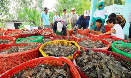 Giá tôm nguyên liệu tăng “vù vù”, doanh nghiệp chế biến kêu khó