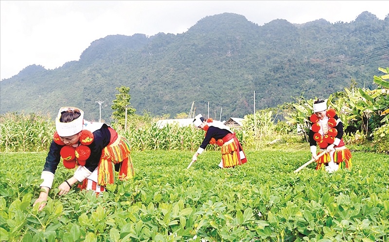 ODA 'mất tích' trong các dự án nông nghiệp của Việt Nam