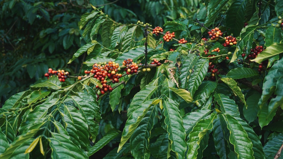 Giá cà phê tăng mạnh đến 5.700 đồng/kg
