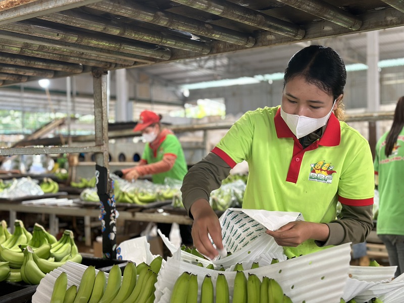Thị trường ngày càng khắt khe, xuất khẩu rau quả làm gì để giữ vững 'phong độ'?