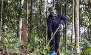 Trồng loại cây gia vị &#039;không bỏ đi thứ gì&#039;, 11 tháng Việt Nam thu về gần 250 triệu USD